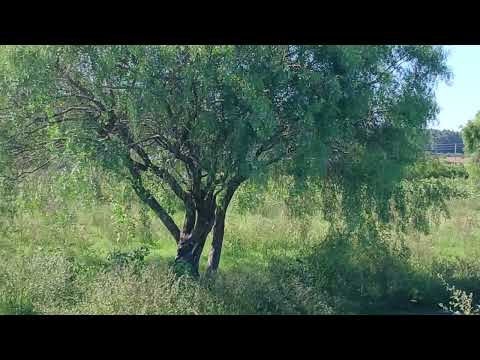 Norte de Chajarí Entre Rios. 