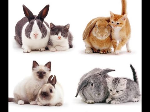 Cat and Rabbit relationship runs on a spectrum / Video watch it