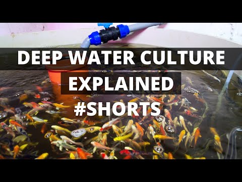, title : 'Aquaponics Deep Water Culture System Explained || #shorts'
