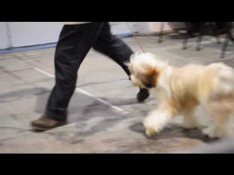 Falamandus New Name For Lilasong