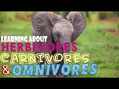 Learning About Herbivores, Carnivores, and Omnivores
