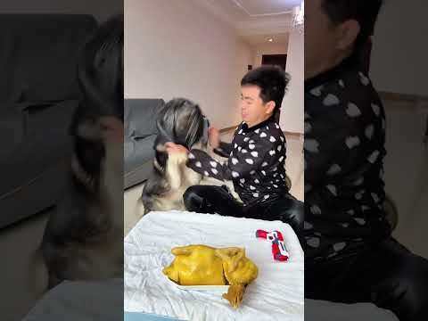 Dog: You are such a jerk  man, but i am not a fool hahaha  Humans And Dogs Always Go crazy series