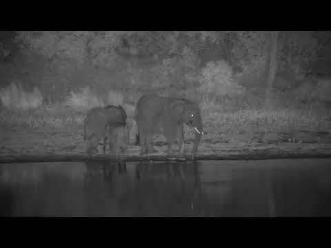 Djuma: Small Elephant group gets a drink at the dam - 01:33 - 11/15/2023