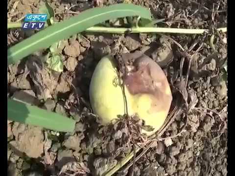 সুবর্ণচরে তরমুজে রোগ