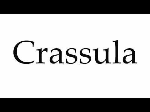 How to Pronounce Crassula