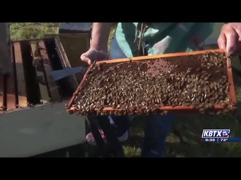 Grimes county bee farm breeds sustainable queens to combat population decline