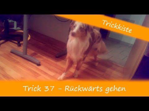 Trick 37 - Rückwärts gehen - Training ( Hundetricks, Trickdogging, Hundetraining )