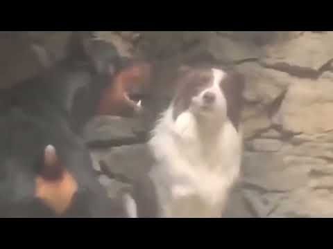 Dog Smiling While Another Barking Meme Template