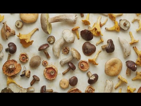 Use of magic mushrooms hits unexpected levels in the U.S.