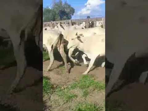 📍Formosa da Serra Negra - MA💥 100 vacas gordas disponíveis! 💸Negócio de peso no Maranhão!