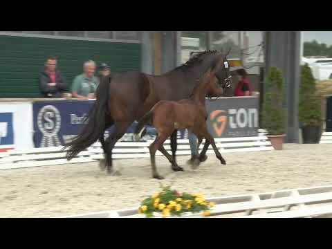 Lampe, Vivaldon - Sir Donnerhall