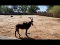 Sable Antelopes