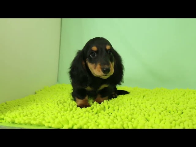 (子犬) 犬種:ダックスフンド・ミニチュア・ロング 男の子 ブリーダー マロニエケンネル MARRONNIER KENNEL k3064の画像