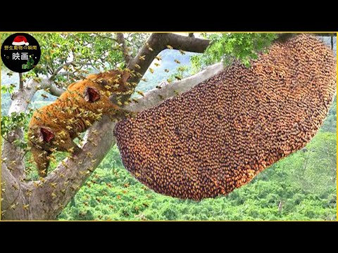 建てて、ハチ、建てて! 自然と動物