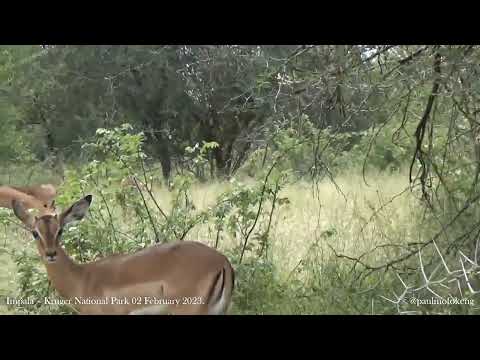 Kruger National Park 02 February 2023 - Impala.
