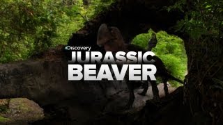 Prehistoric Beavers Make A Daring Escape!!