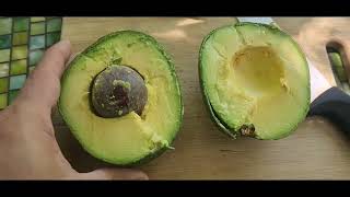 Did I Pick This Reed Avocado Too Early? I Taste Test It Anyway, Hope I Don