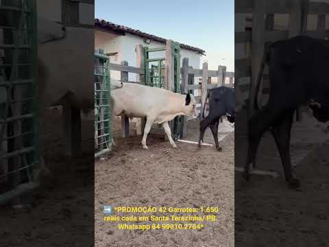42 Garrotes: 1.650 reais cada em Santa Terezinha/ PB. Whatsapp 84 99810 2784* #gado #fazenda #gado