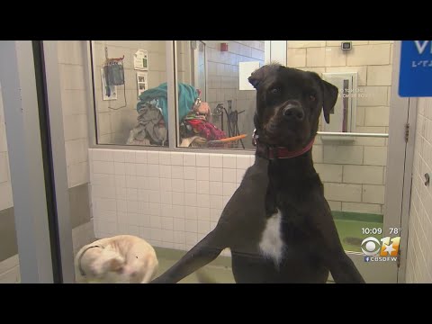 Dallas Animal Shelter In Urgent Need Of Help With Adoptions