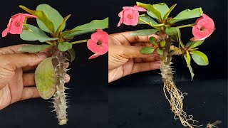 Grow Crown of Thorns/Euphorbia Milii From Cuttings (Fast N Easy)