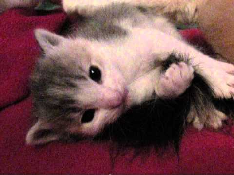 Roxxie's 2010 litter