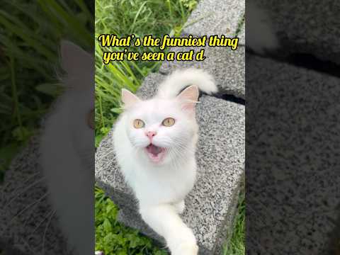 cat video ! cat voice ! cat sound ! cat meowing #shorts  #youtubeshorts  #cats #catsound