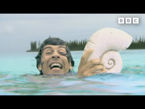 Eusrepto and Ammonite | Andy's Dinosaur Adventures | Andy's Amazing Adventures