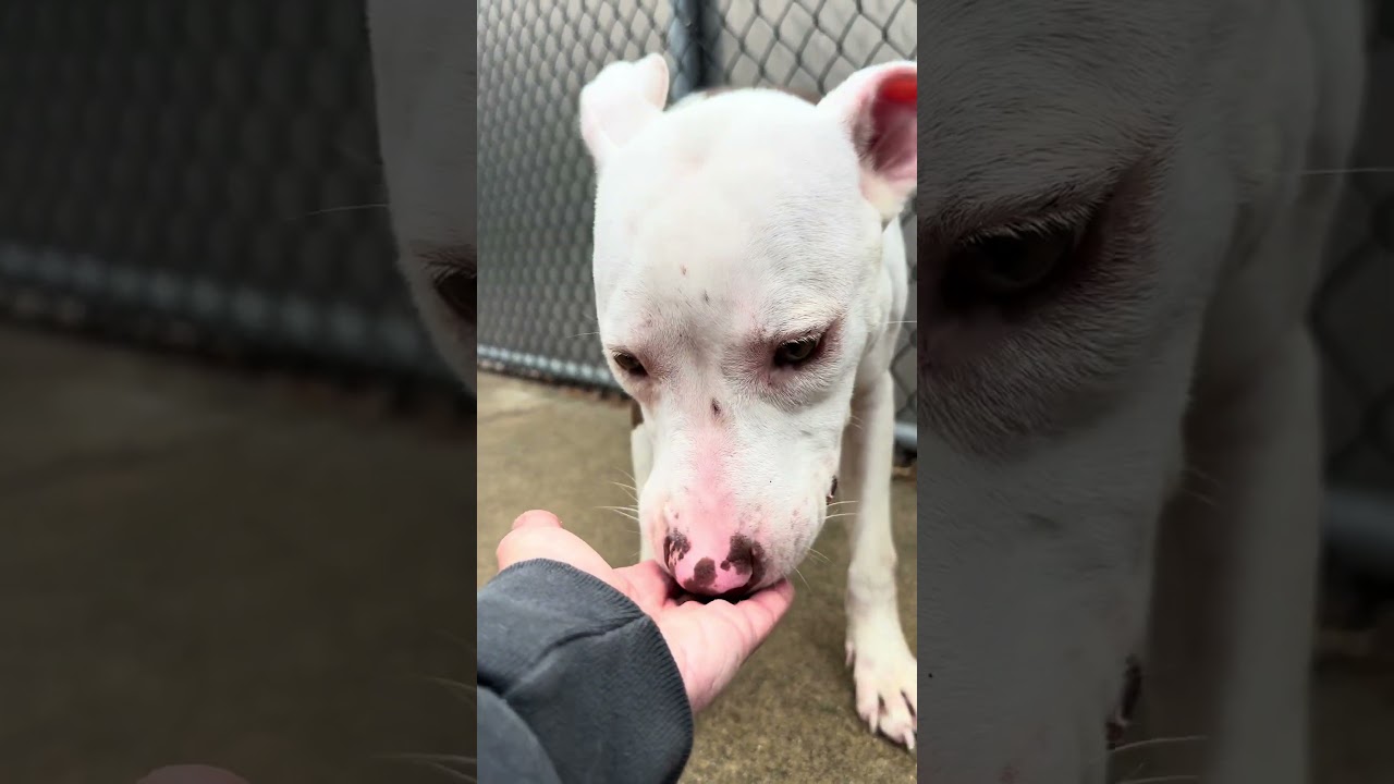Joon, an adopted Pit Bull Terrier in Chicago, IL video 5/5