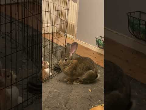 Shepherd Corps - Bunny Thump Boogie - Misc Originals