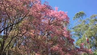 preview picture of video 'Cherry blossom at Pine Tree and Sakura Forest'