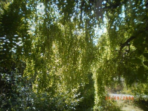 Pancho Vladigerov  Humoresque Op 15