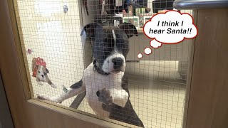 Football player visits dog shelter