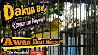 Download lagu Pleci dakbal nembak kenari|pleci nembak kenarian|dakbal males bunyi akan langsung nyaut dengar ini mp3