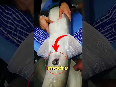 El último sacrificio de una madre pez 🐟💔 #shorts #fish #viral