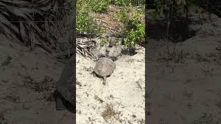 After a bit of a journey we head home #farming #farmlife #turtle #shorts
