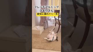 結婚式前撮りでもマイペース🐶  #shorts
