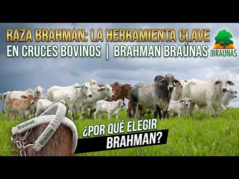 El Impacto del Brahman en la Ganadería Global | Entrevista con Maresa Guimarães (Brahman Braúnas)