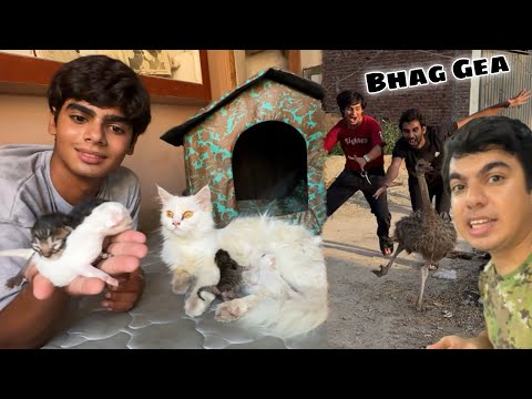 Achanak Cat Baby Agea 🥳 Ostrich Bhag Gea 😰