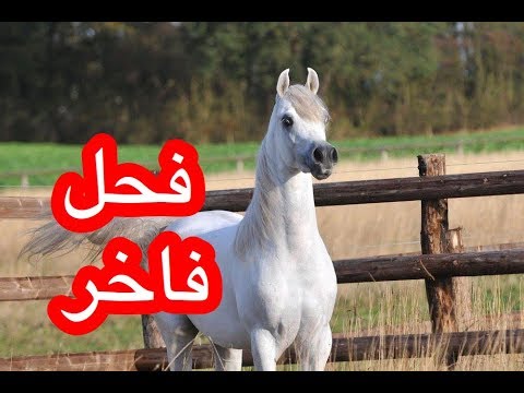 اجا انجلو الحصان العربي AJA ANGELO