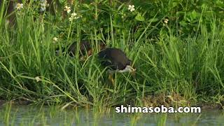 第6回石垣島ジシギ合宿【番外編】