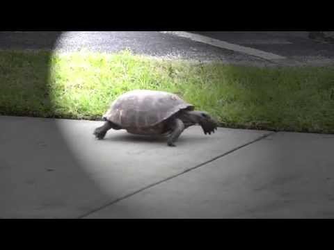 The Life of a Gopher Tortoise