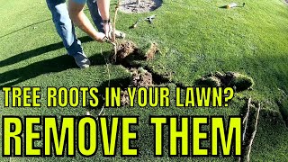 HOW TO REMOVE TREE ROOTS FROM YOUR LAWN