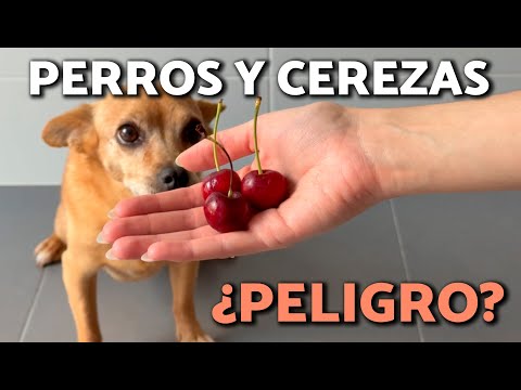 🚫DO NOT GIVE CHERRIES TO YOUR DOG WITHOUT SEEING THIS FIRST!🍒🐕⚠️Benefits, Risks and How to Give Them