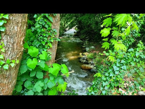 SU SESİ, BÜLBÜL SESİ, Akarsu Sesi Dinle - Su Sesinde Huzur Bulun