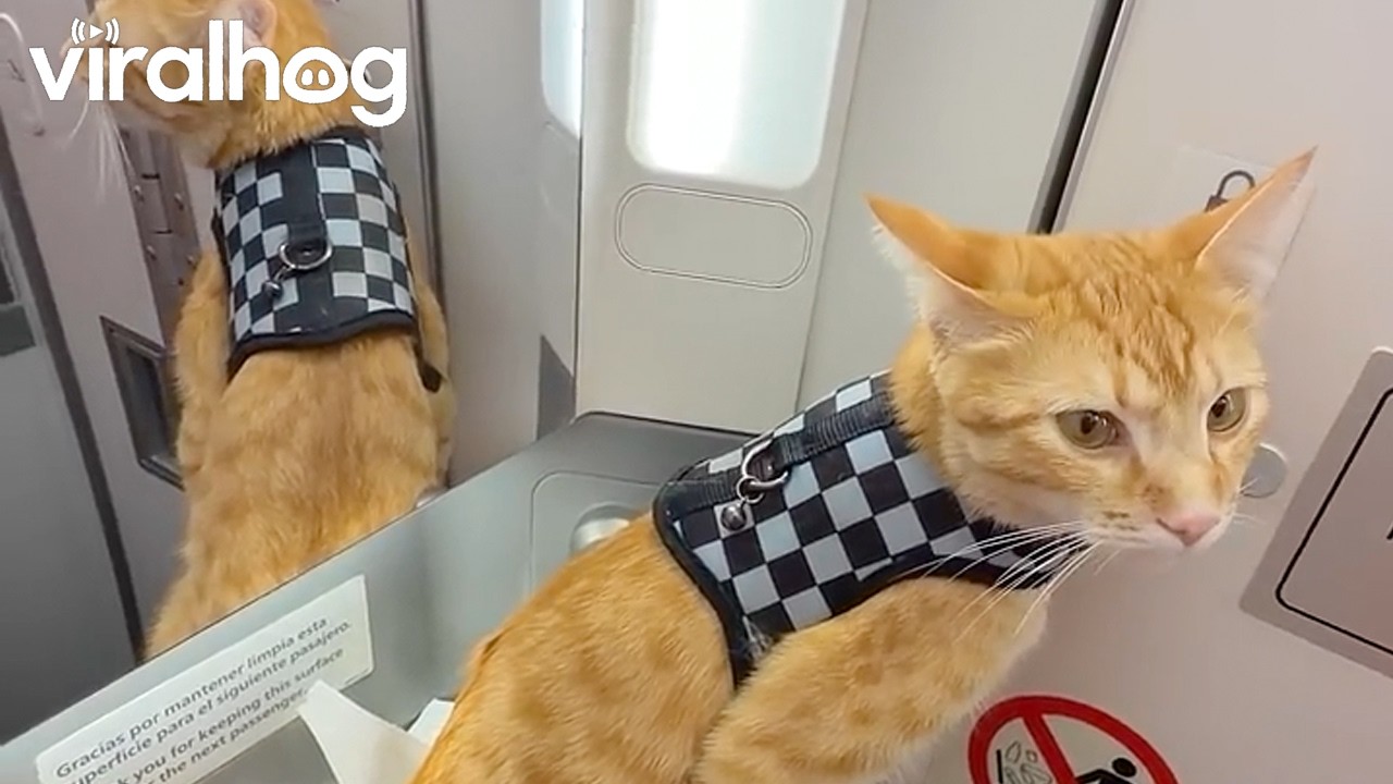 Cat in the Jet Toilet || ViralHog