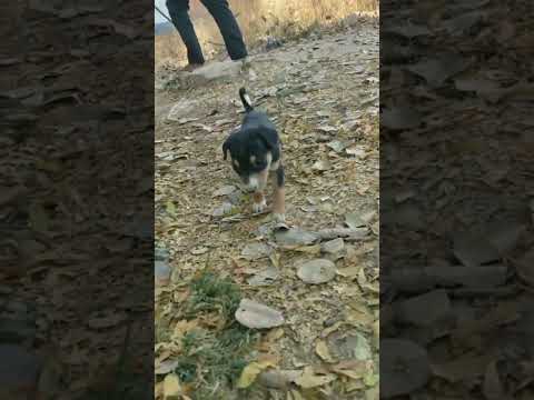 street dog puppy 25 days Old ❣️