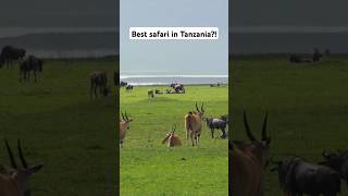 Is this the best safari in Tanzania? What do you think? Check out the complete video👆🏼🇹🇿 #tanzania