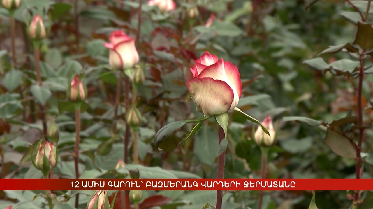 12 ամիս գարուն՝ բազմերանգ վարդերի ջերմատանը