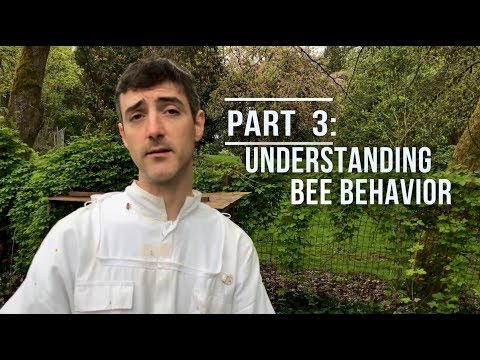 The Buzz On Bees - Part 3 of 4: Understanding Bee Behavior