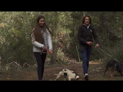 Associació d'Amor als Animals Maria Adam